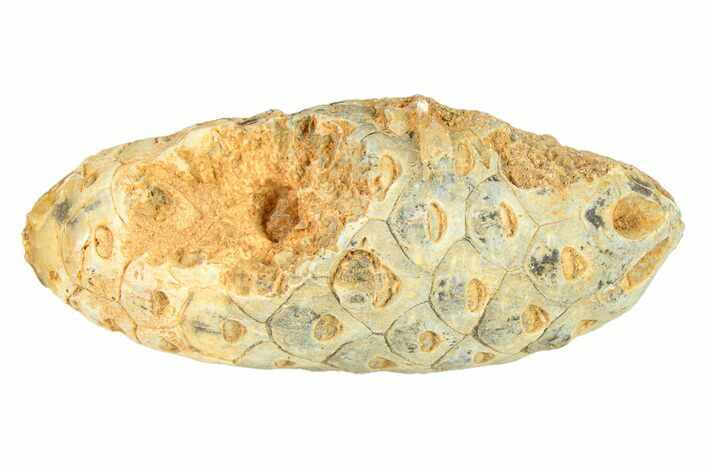 Fossil Cycadophyte Seed Cone - Boujdour, Morocco #288782